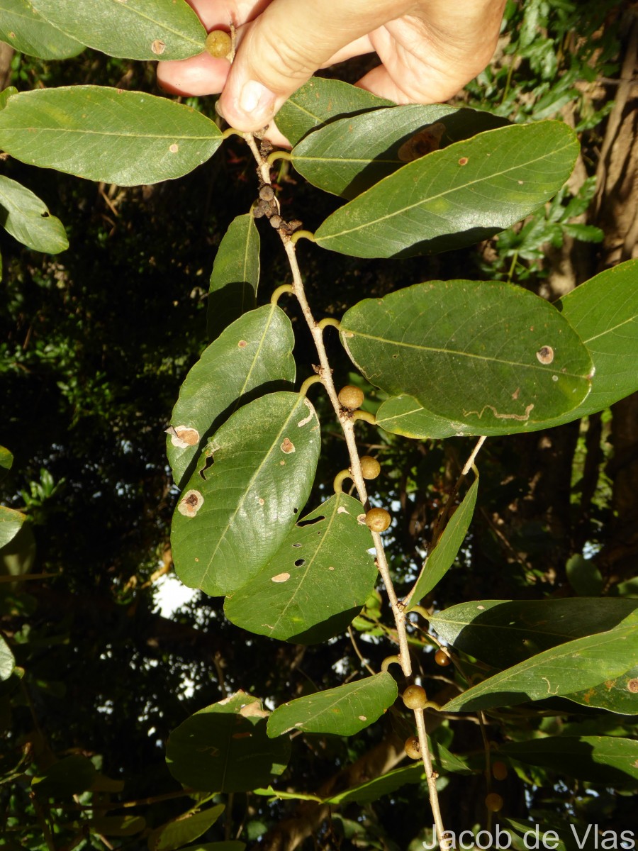 Bridelia retusa (L.) A.Juss.